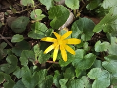 Ficaria verna