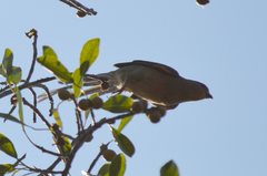 Urocolius indicus indicus