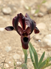Iris atrofusca
