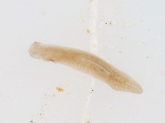 Polycelis felina