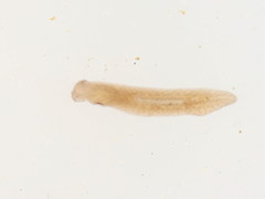 Polycelis felina