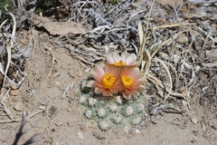 Pediocactus