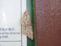 Percnia fumidaria
