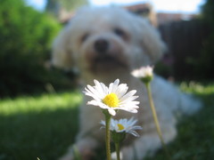 Leucanthemum