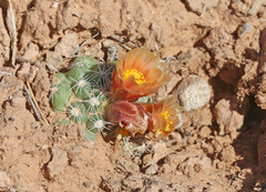 Pediocactus despainii