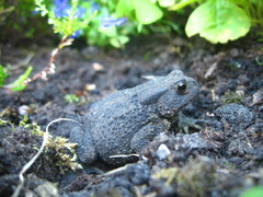 Bufo bufo