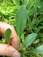 Scorpiurus muricatus