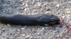 Hierophis viridiflavus carbonarius