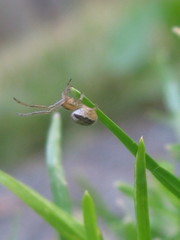 Zygiella