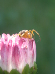 Araneus
