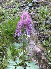 Corydalis solida