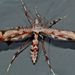 Amblyptilia falcatalis - Photo (c) Steve Kerr, μερικά δικαιώματα διατηρούνται (CC BY), uploaded by Steve Kerr