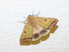 Ophiusa trapezium