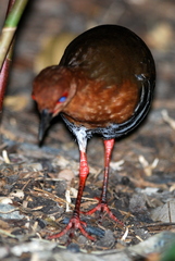 Rallina fasciata