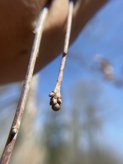 Neuroterus vesicula
