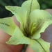 Gladiolus longicollis platypetalus - Photo Δεν διατηρούνται δικαιώματα, uploaded by Peter Warren
