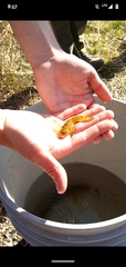 Cottus beldingii