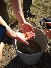 Cottus beldingii