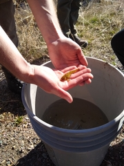 Cottus beldingii