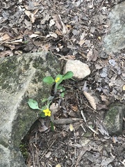 Chrysogonum