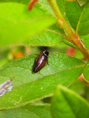 Sorineuchora nigra