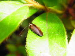 Sorineuchora nigra