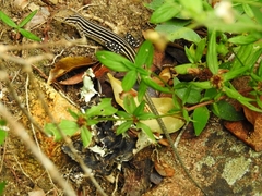 Dotted Racerunner photo 5