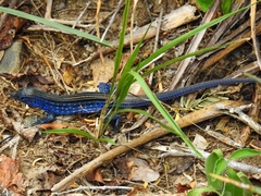 Cnemidophorus splendidus
