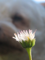 Leucanthemum