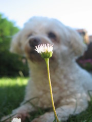 Leucanthemum