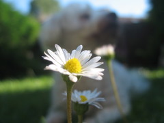 Leucanthemum