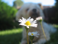 Leucanthemum
