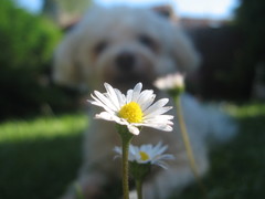 Leucanthemum