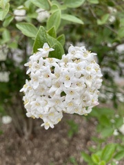 Viburnum carlesii