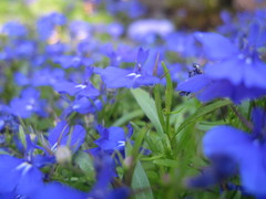 Lobelia