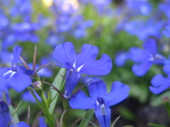 Lobelia