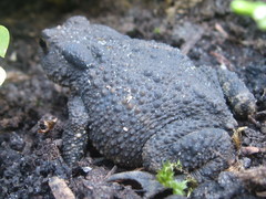 Bufo bufo