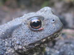 Bufo bufo