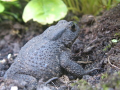 Bufo bufo
