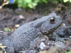 Bufo bufo