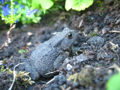 Bufo bufo