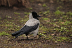 Corvus cornix