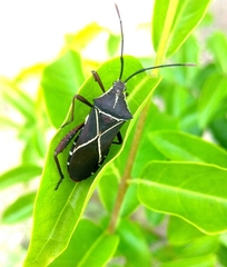 Acanthocerus cruciger