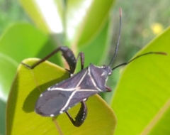 Acanthocerus cruciger