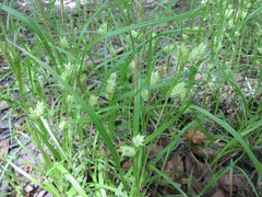 Carex louisianica