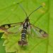 Currant Clearwing Moth - Photo (c) Steve Kerr, some rights reserved (CC BY), uploaded by Steve Kerr