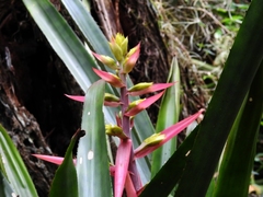 Aechmea aquilega