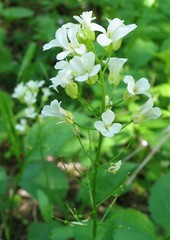 Arabis patens