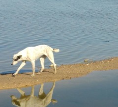 Canis familiaris