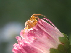 Araneus